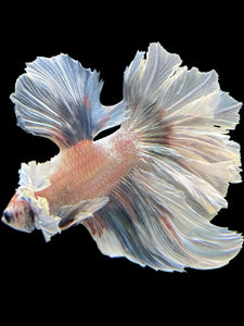 Male Rosetail - Metallic Dumbo #432 - Live Betta Fish