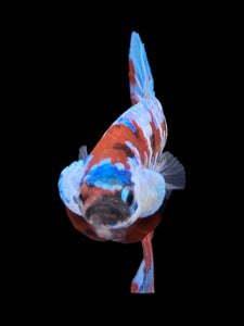 Male Halfmoon Plakat - Red Galaxy #433 - Live Betta Fish