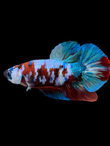 Male Halfmoon Plakat - Red Galaxy #433 - Live Betta Fish