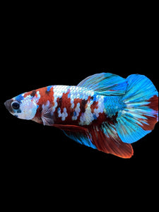 Male Halfmoon Plakat - Red Galaxy #433 - Live Betta Fish