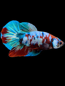 Male Halfmoon Plakat - Red Galaxy #433 - Live Betta Fish