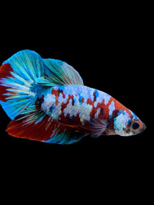 Male Halfmoon Plakat - Red Galaxy #433 - Live Betta Fish