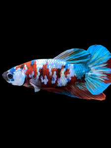 Male Halfmoon Plakat - Red Galaxy #433 - Live Betta Fish