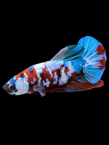 Male Halfmoon Plakat - Red Galaxy #433 - Live Betta Fish