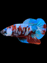 Load image into Gallery viewer, Male Halfmoon Plakat - Red Galaxy #433 - Live Betta Fish
