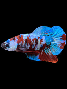 Male Halfmoon Plakat - Red Galaxy #433 - Live Betta Fish