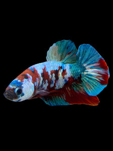 Male Halfmoon Plakat - Red Galaxy #433 - Live Betta Fish