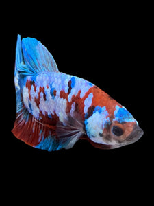 Male Halfmoon Plakat - Red Galaxy #433 - Live Betta Fish