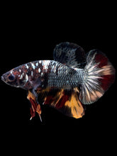 Load image into Gallery viewer, Male Halfmoon Plakat - Nemo Avatar #434 - Live Betta Fish
