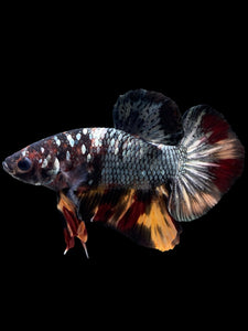 Male Halfmoon Plakat - Nemo Avatar #434 - Live Betta Fish