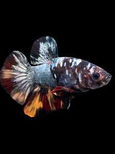 Male Halfmoon Plakat - Nemo Avatar #434 - Live Betta Fish