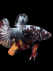 Male Halfmoon Plakat - Nemo Avatar #434 - Live Betta Fish