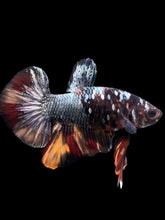 Load image into Gallery viewer, Male Halfmoon Plakat - Nemo Avatar #434 - Live Betta Fish
