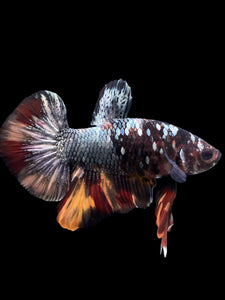 Male Halfmoon Plakat - Nemo Avatar #434 - Live Betta Fish