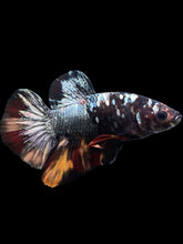 Load image into Gallery viewer, Male Halfmoon Plakat - Nemo Avatar #434 - Live Betta Fish
