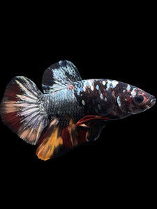 Male Halfmoon Plakat - Nemo Avatar #434 - Live Betta Fish