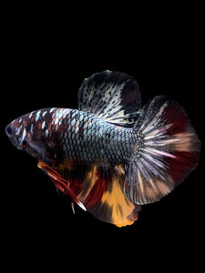 Male Halfmoon Plakat - Nemo Avatar #434 - Live Betta Fish