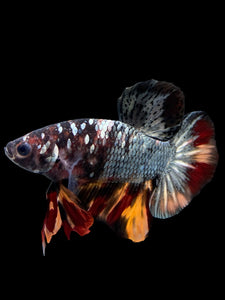 Male Halfmoon Plakat - Nemo Avatar #434 - Live Betta Fish