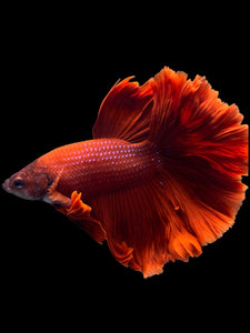 Male Rosetail - Super Red #435 - Live Betta Fish