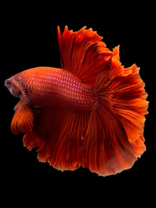 Male Rosetail - Super Red #435 - Live Betta Fish