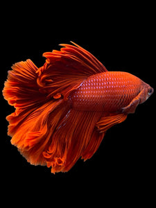 Male Rosetail - Super Red #435 - Live Betta Fish