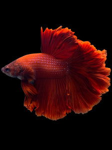 Male Rosetail - Super Red #435 - Live Betta Fish