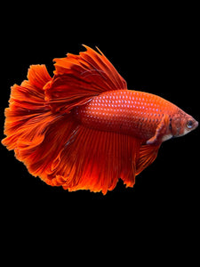 Male Rosetail - Super Red #435 - Live Betta Fish