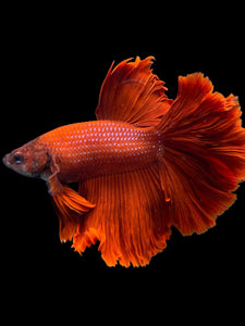 Male Rosetail - Super Red #435 - Live Betta Fish