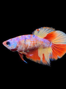 TOP GRADE Female Halfmoon - Candy Nemo #436 - Live Betta Fish