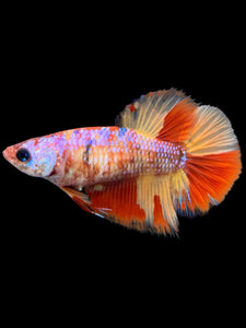 TOP GRADE Female Halfmoon - Candy Nemo #436 - Live Betta Fish