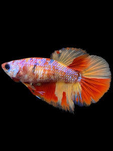 TOP GRADE Female Halfmoon - Candy Nemo #436 - Live Betta Fish