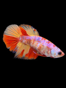 TOP GRADE Female Halfmoon - Candy Nemo #436 - Live Betta Fish