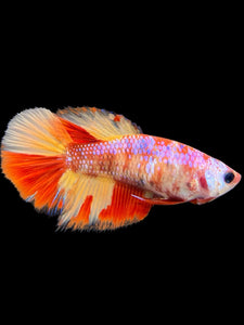 TOP GRADE Female Halfmoon - Candy Nemo #436 - Live Betta Fish