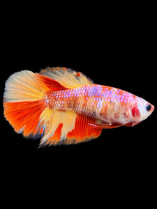 TOP GRADE Female Halfmoon - Candy Nemo #436 - Live Betta Fish