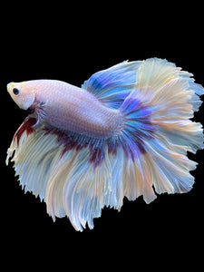 Male Rosetail - Purple Butterfly #437 - Live Betta Fish