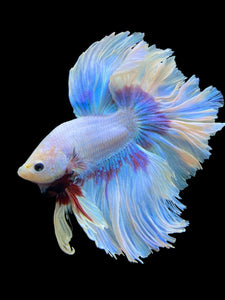 Male Rosetail - Purple Butterfly #437 - Live Betta Fish