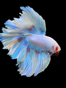 Male Rosetail - Purple Butterfly #437 - Live Betta Fish