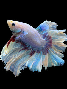 Male Rosetail - Purple Butterfly #437 - Live Betta Fish