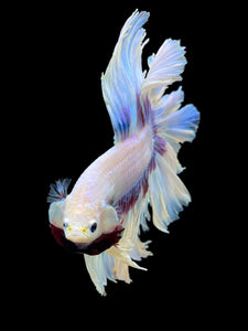 Male Rosetail - Purple Butterfly #437 - Live Betta Fish