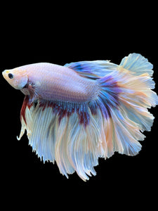 Male Rosetail - Purple Butterfly #437 - Live Betta Fish