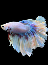 Load image into Gallery viewer, Male Rosetail - Purple Butterfly #437 - Live Betta Fish
