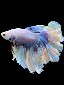 Male Rosetail - Purple Butterfly #437 - Live Betta Fish