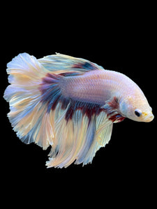 Male Rosetail - Purple Butterfly #437 - Live Betta Fish