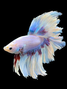 Male Rosetail - Purple Butterfly #437 - Live Betta Fish