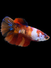 Load image into Gallery viewer, TOP GRADE Female Halfmoon - Galaxy #438 - Live Betta Fish
