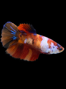 TOP GRADE Female Halfmoon - Galaxy #438 - Live Betta Fish