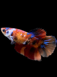 TOP GRADE Female Halfmoon - Galaxy #438 - Live Betta Fish