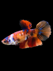 TOP GRADE Female Halfmoon - Galaxy #438 - Live Betta Fish