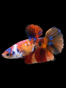 TOP GRADE Female Halfmoon - Galaxy #438 - Live Betta Fish