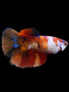 TOP GRADE Female Halfmoon - Galaxy #438 - Live Betta Fish